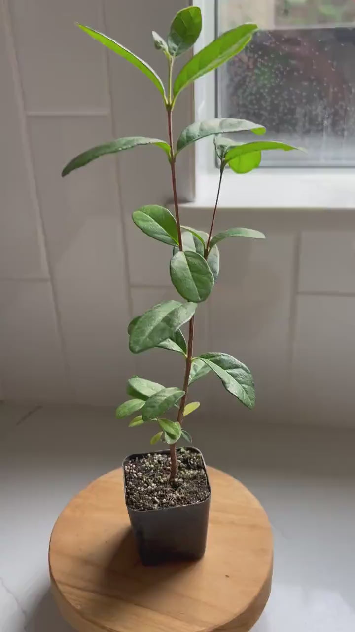 Pineapple Guava Starter Plant – Tropical Edible Shrub for Garden & Landscaping