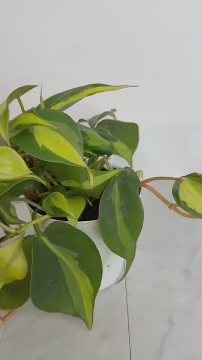 Philodendron 'Brasil' Vine - Easy Care Tropical Plant Gift