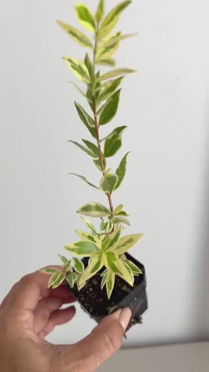 Variegated Myrtle Plant - Small Garden Starter for Plant Lovers