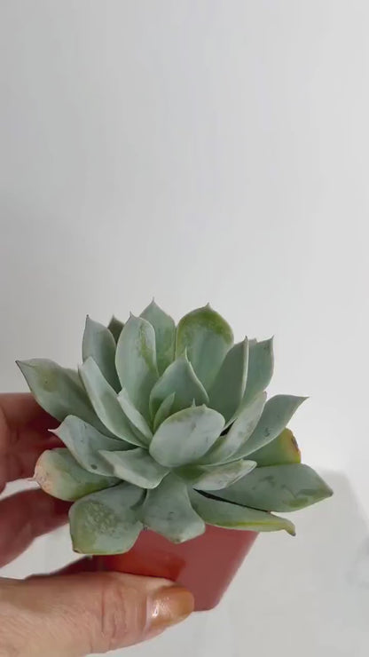 Mini Succulent Plant – 2" Potted Echeveria Desmetiana for Home & Party Favors