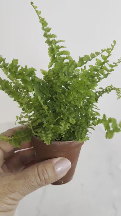 Green Fantasy Mini Fern - Easy Care Indoor Plant Gift for Desk