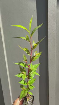 Peppermint Willow – Aromatic Bonsai Starter Tree