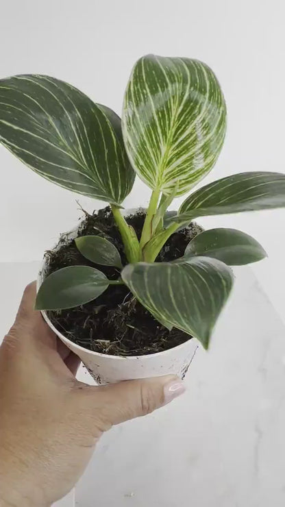 Philodendron Birkin Plant - Variegated Indoor Tropical Plant Gift
