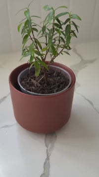 Mini Brown Bonsai Planter – Small Matte Ceramic Pot for Houseplants