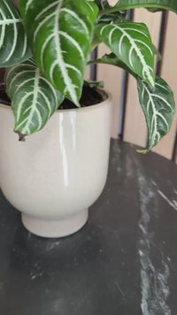 Beige Ceramic Planter – Minimal Desk Succulent Pot