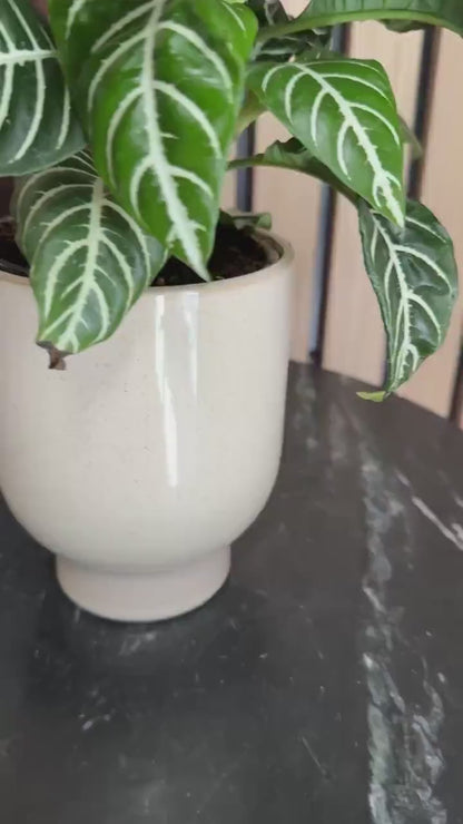 Beige Ceramic Planter – Minimal Desk Succulent Pot