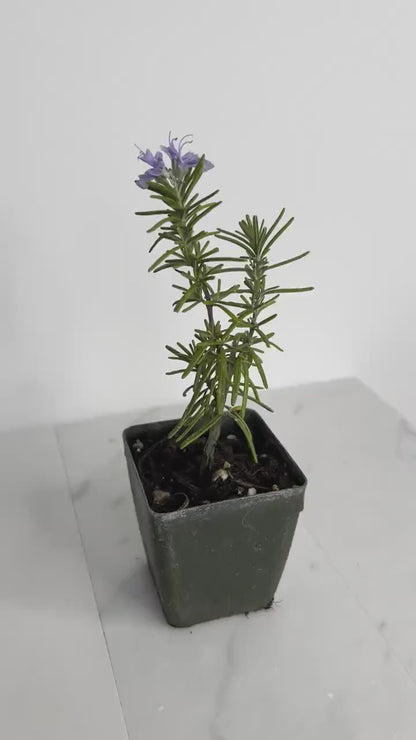 Mini Purple Flower Rosemary Plant Starter - Outdoor Herb Garden