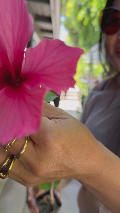 Tropical Hibiscus Lipstick Pink – Live Starter Plant for Garden