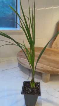 Pygmy Date Palm – Tropical Indoor Starter Plant