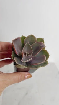 Echeveria lilacina Mini Succulent - 2" Live Potted Plant for Decor