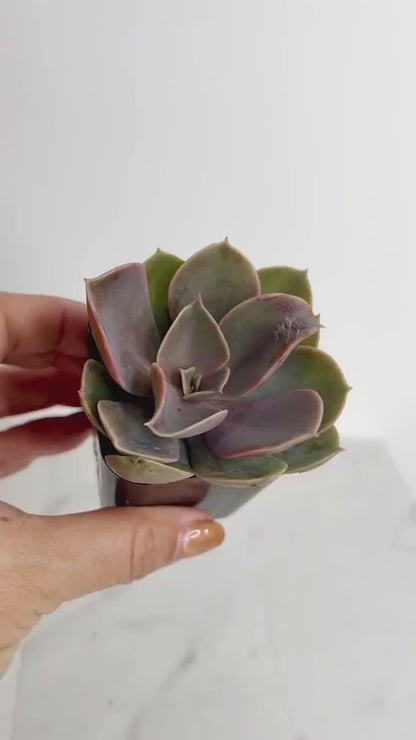 Echeveria lilacina Mini Succulent - 2" Live Potted Plant for Decor