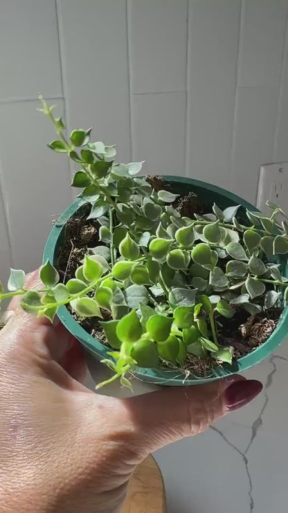 Variegated Million Hearts – Trailing Indoor Succulent Vine