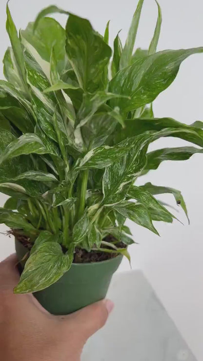 Variegated Peace Lily 'Domino' – Easy-Care Air Purifying Plant Gift