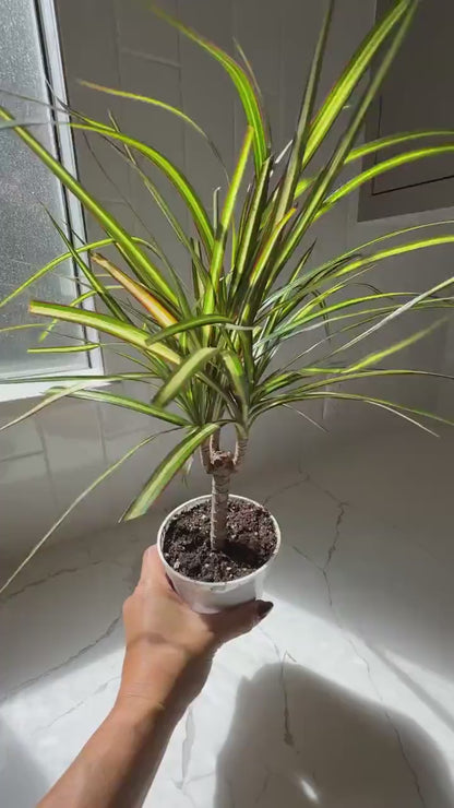 Dracaena Lemon Lime Dragon Tree – Easy Care Indoor Plant