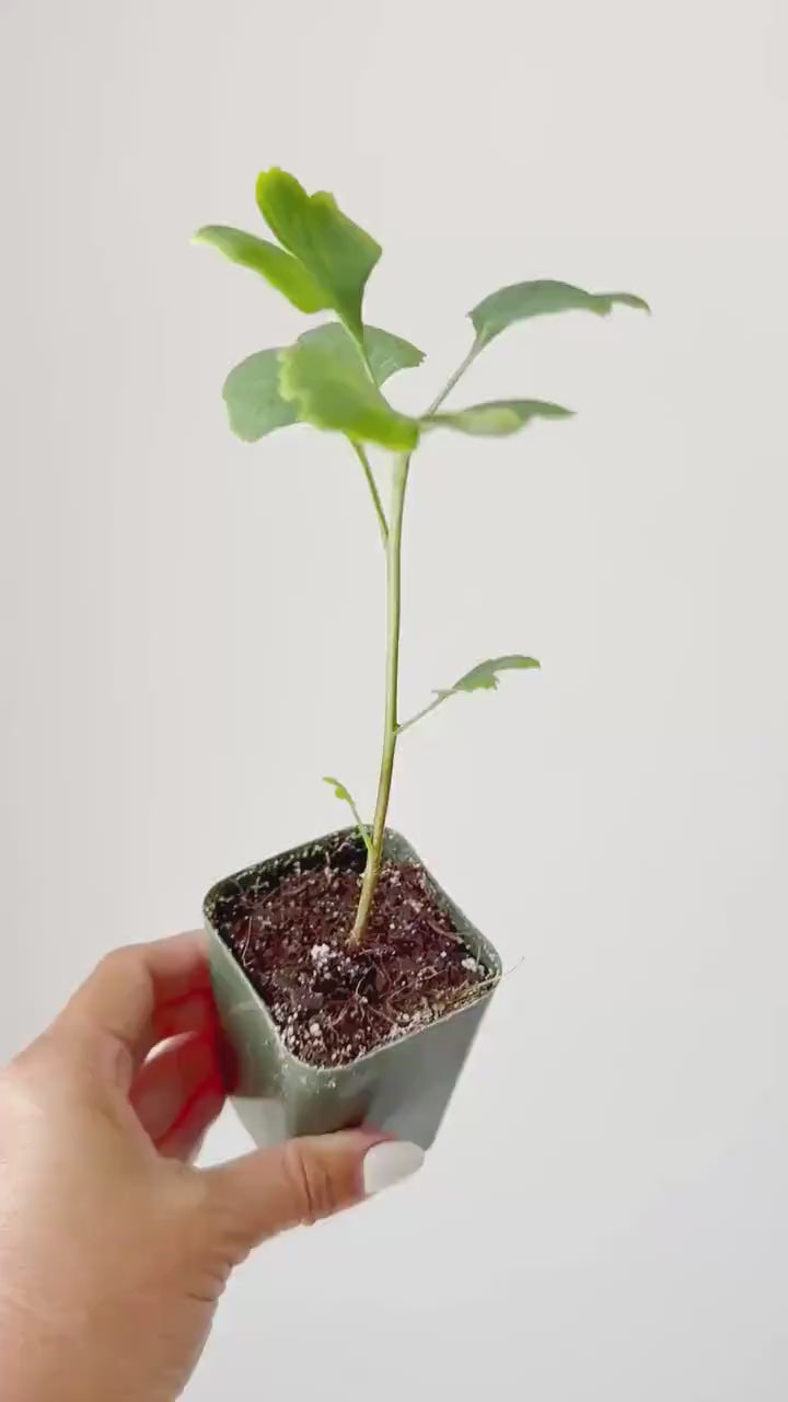 Ginkgo Biloba Starter Tree – Live Maidenhair Sapling