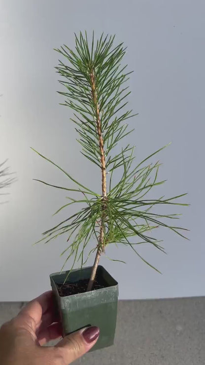 Japanese Black Pine Bonsai – Mini Starter Tree for Zen Garden & Indoor Decor