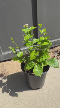Arabian Jasmine (Sambac) – Fragrant Tropical Plant (1 Gallon)
