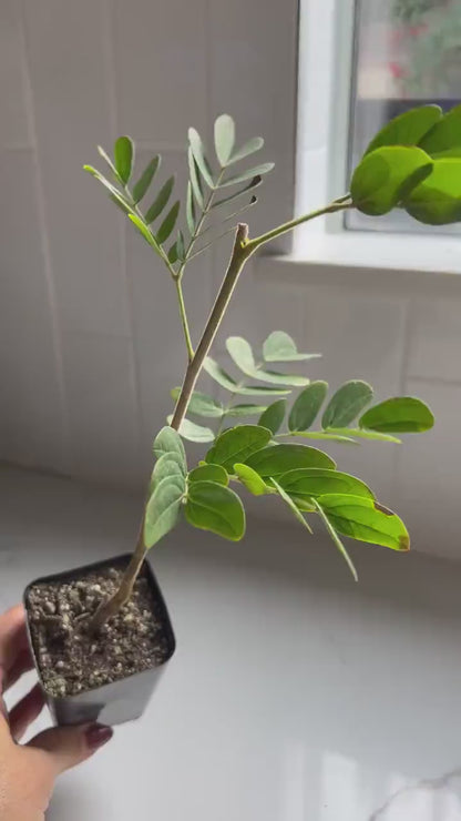 Powderpuff Pink Tree Starter - Calliandra Inaequilatera