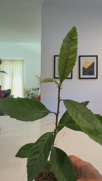 Bronze Loquat – Evergreen Ornamental Starter Tree