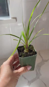 Ponytail Palm – Easy Care Indoor Desk Plant