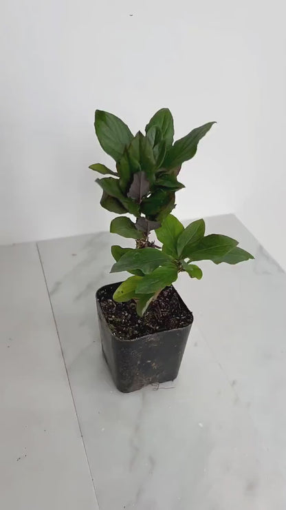 Purple Honeysuckle Vine - Lonicera Japonica Purpurea Starter Plant for Trellis