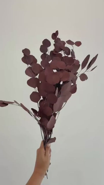 Burgundy Eucalyptus Stem – Dried Floral Arrangement
