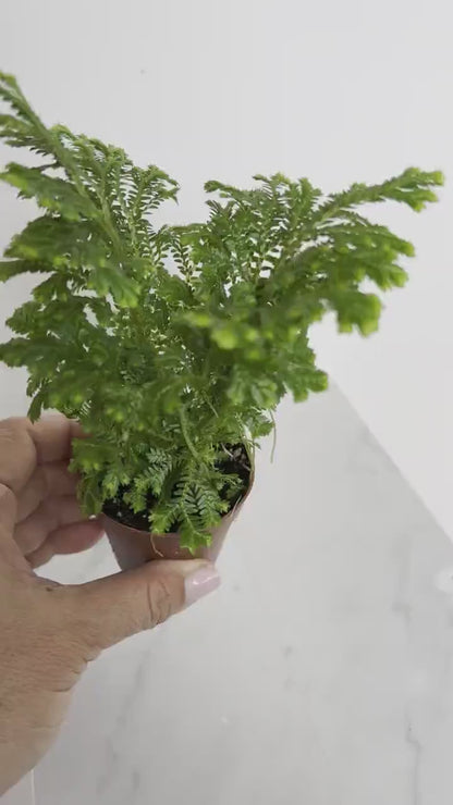 Frosty Fern - Mini Indoor Plant Gift in 2" Pot for Desk or Office