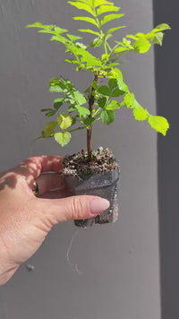 Red Cape Honeysuckle – Hardy Flowering Garden Shrub