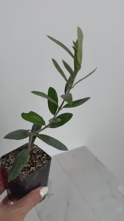 Dwarf Olive Tree Starter - Little Ollie Bonsai Gift for Home Decor
