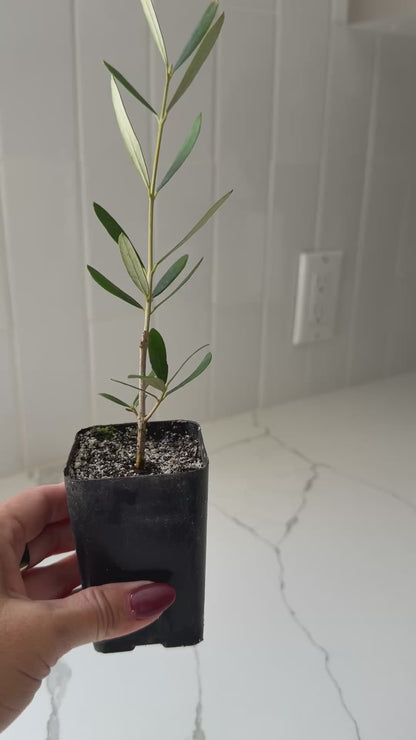 Wilson Olive Tree Sapling – Drought-Tolerant Mediterranean Patio Plant