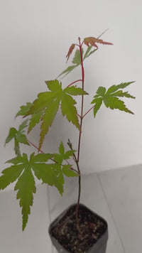 Maple Tree – Ornamental Garden Starter Tree