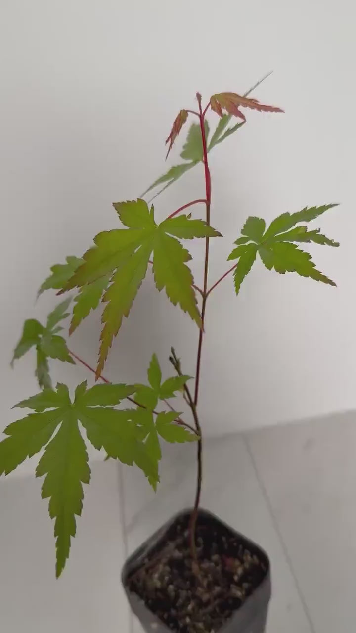 Japanese Maple Bonsai Starter – Acer Palmatum Live Outdoor Tree