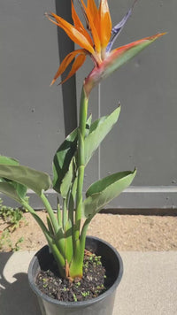 Bird of Paradise (Strelitzia Reginae) – Tropical Houseplant (1 Gallon)