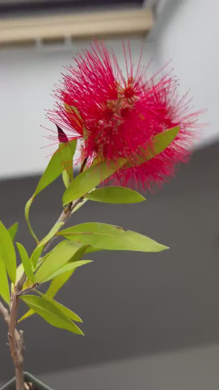 Red Bottlebrush Plant - Callistemon Citrinus for Outdoor Gardens