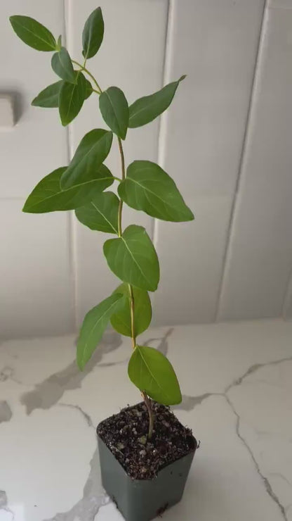 White Honeysuckle Vine – Fragrant Climbing Plant for Garden & Trellis