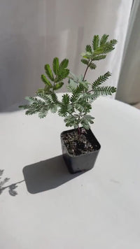 Purple Leaf Acacia – Drought-Tolerant Weeping Starter Tree