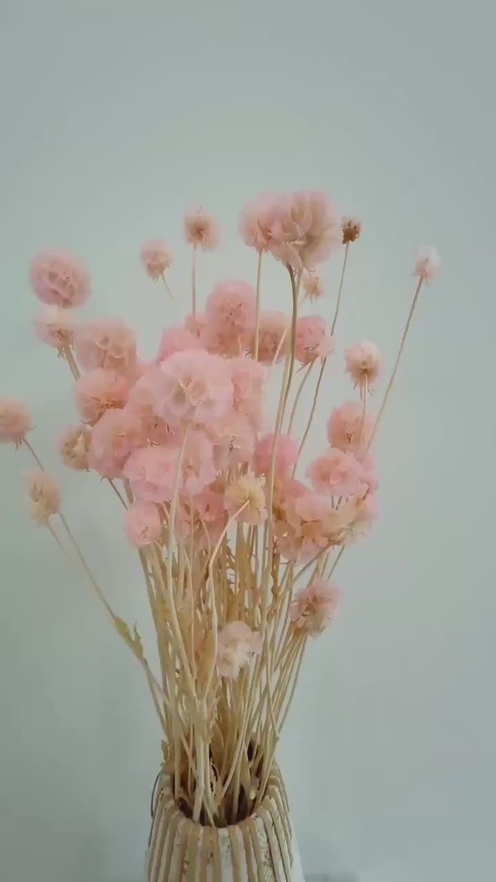 Pink Scabiosa Stellata – Dried Flower Arrangement