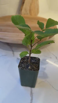 Golden Trumpet Tree – Yellow Flowering Starter Sapling