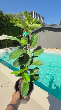 Madagascar Jasmine (Stephanotis) – Fragrant Flowering Vine (1 Gallon)