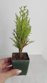 Italian Cypress ‘Tiny Tower’ – Evergreen Bonsai Starter Tree