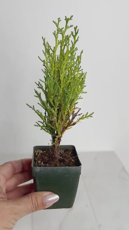 Italian Cypress Tree Starter Plant - 2 inch Pot Outdoor Bonsai Gift