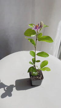 Lavender Star Flower – Evergreen Flowering Bonsai Starter