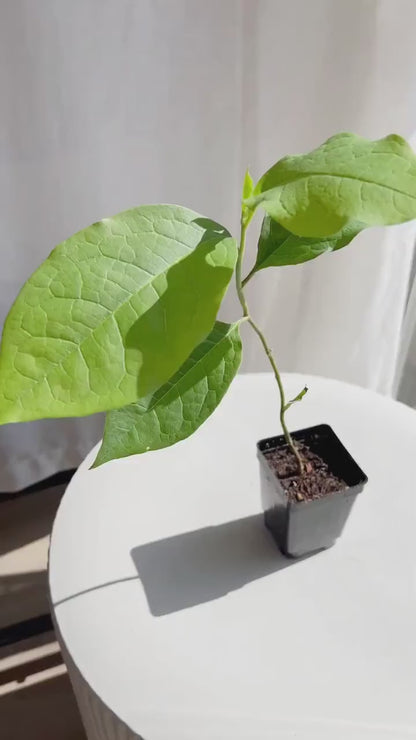 Saucer Magnolia - Fragrant Pink Flower Starter Tree for Outdoor Garden