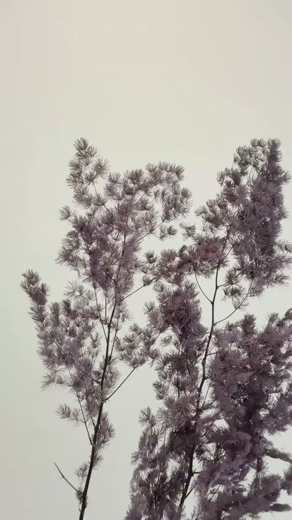Purple Asparagus Stem – Dried Floral Arrangement