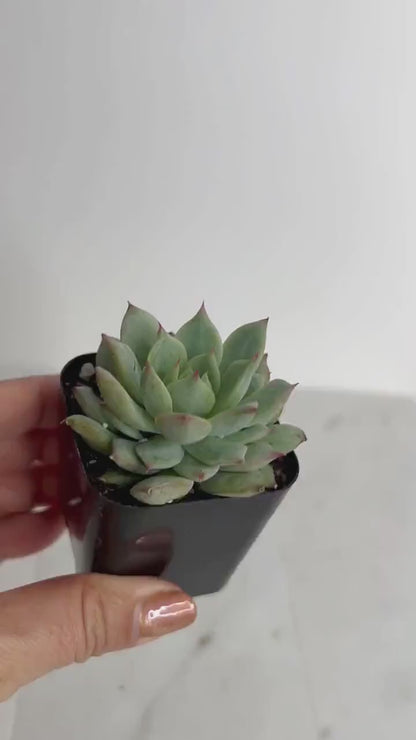 Mini Echeveria Pulidonis – 2" Live Succulent