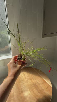 Firecracker Plant (Russelia) – Hummingbird Garden Starter