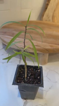 Australian Willow – Drought-Tolerant Bonsai Starter Tree