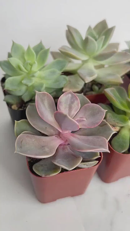 6 Pack Assorted 2" Succulent Variety - Wedding & Party Favors