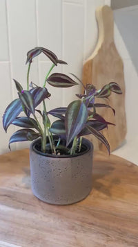 Tradescantia ‘Silver Plus’ – Sparkly Hanging Vine Houseplant