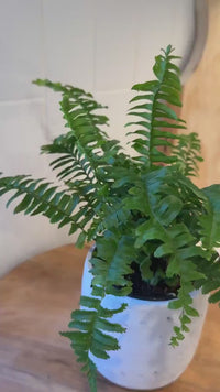 Jester Crown Fern – Tropical Indoor Houseplant